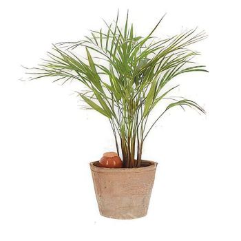 OLLA POT d’IRRIGATION en terre cuite 0,27 litre 2