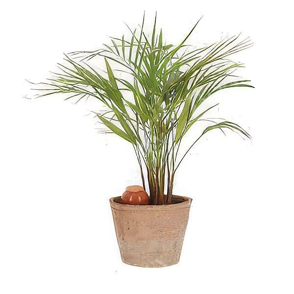 OLLA POT d’IRRIGATION en terre cuite 0,27 litre