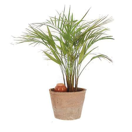 OLLA POT d’IRRIGATION en terre cuite 0,27 litre