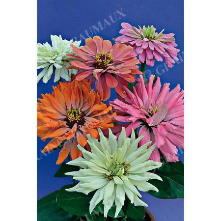 ZINNIA TAKII’S CHOICE MIX