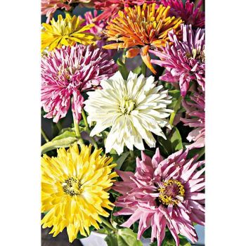 ZINNIA TAKII’S CHOICE MIX 2
