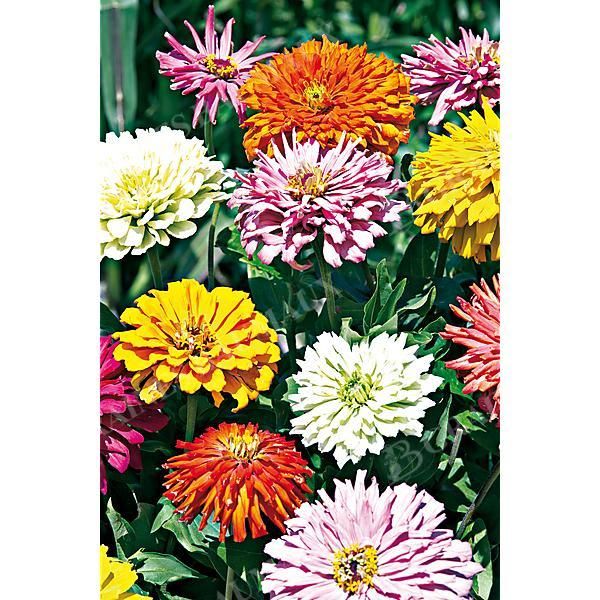 ZINNIA TAKII’S CHOICE MIX