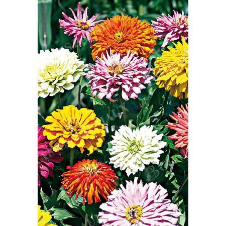 ZINNIA TAKII’S CHOICE MIX