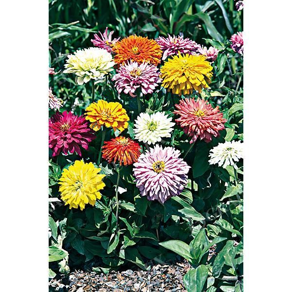 ZINNIA TAKII’S CHOICE MIX
