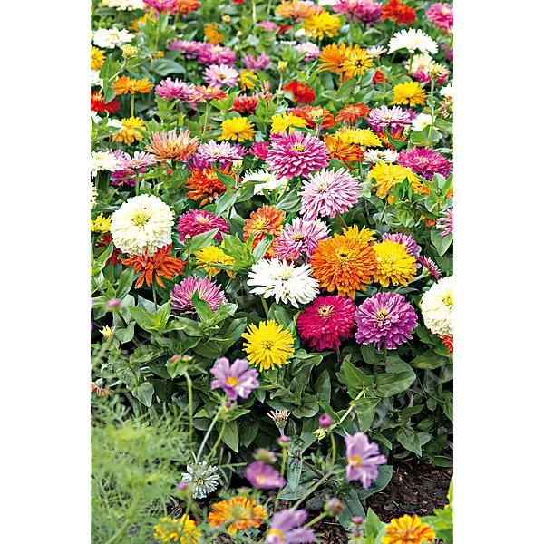 ZINNIA TAKII’S CHOICE MIX