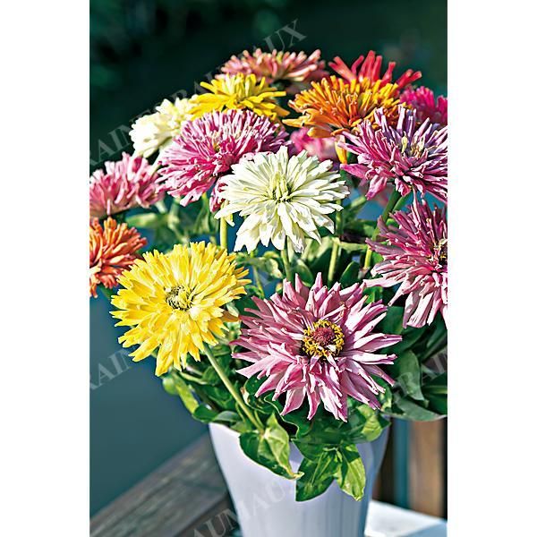ZINNIA TAKII’S CHOICE MIX