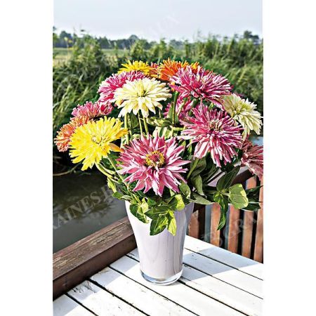 ZINNIA TAKII’S CHOICE MIX