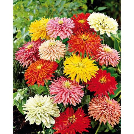 ZINNIA TAKII’S CHOICE MIX