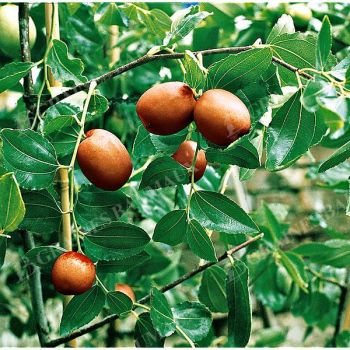 JUJUBIER (ziziphus jujuba)
