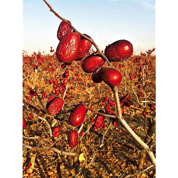 JUJUBIER (ziziphus jujuba)