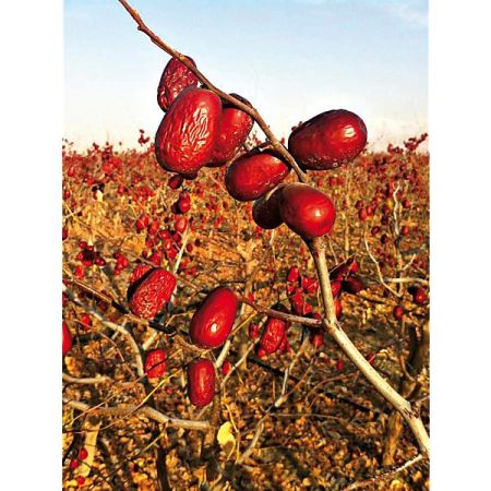 JUJUBIER (ziziphus jujuba)