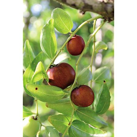 JUJUBIER (ziziphus jujuba)
