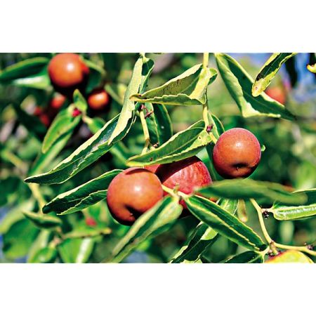 JUJUBIER (ziziphus jujuba)