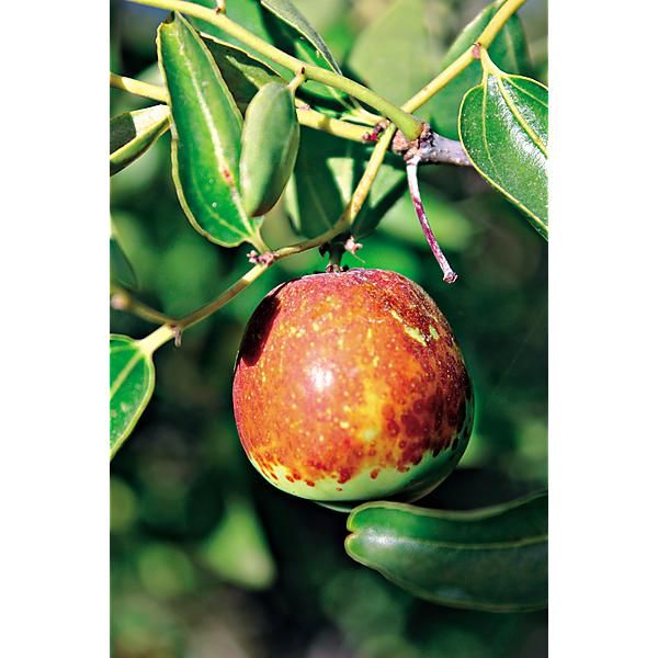 JUJUBIER (ziziphus jujuba)