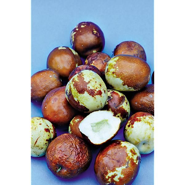 JUJUBIER (ziziphus jujuba)