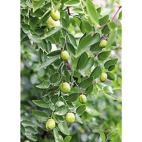 JUJUBIER (ziziphus jujuba)