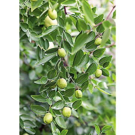 JUJUBIER (ziziphus jujuba)