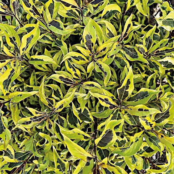 WEIGELA BUBBLY WINE®