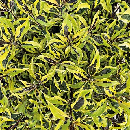 WEIGELA BUBBLY WINE®