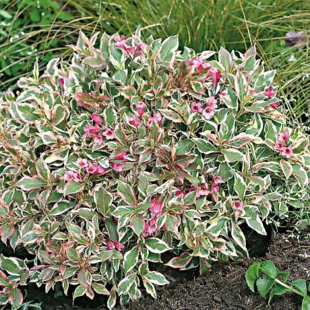 WEIGELA BUBBLY WINE®