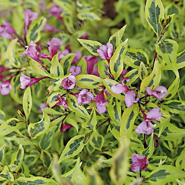 WEIGELA BUBBLY WINE®