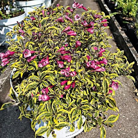 WEIGELA BUBBLY WINE®