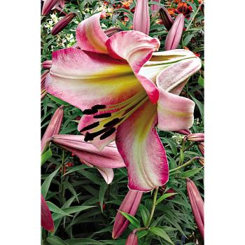 LIS arbustif BEIJING MOON