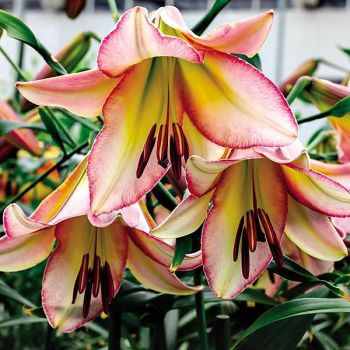 LIS arbustif BEIJING MOON 2