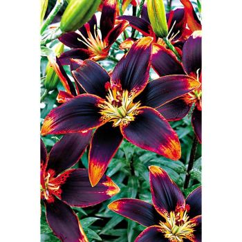 LIS asiatique FOREVER SUSAN