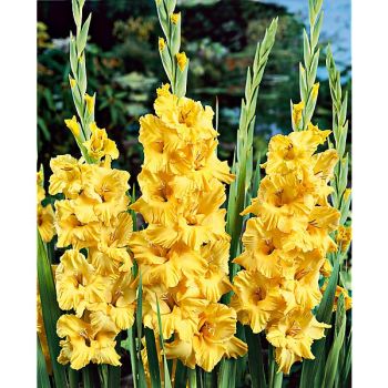 GLAÏEUL BURNING SUNRAYS