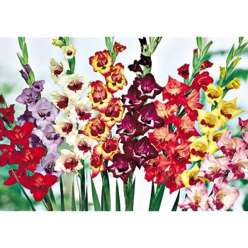 GLAÏEUL PAPILLON MIX 2