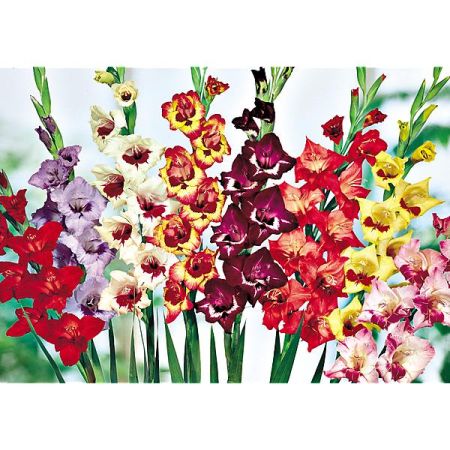 GLAÏEUL PAPILLON MIX