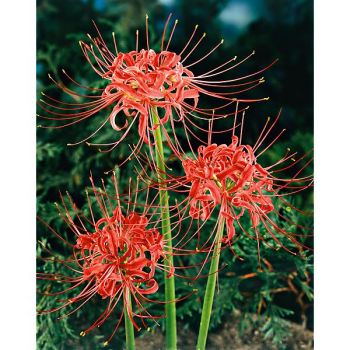 LYCORIS RADIATA