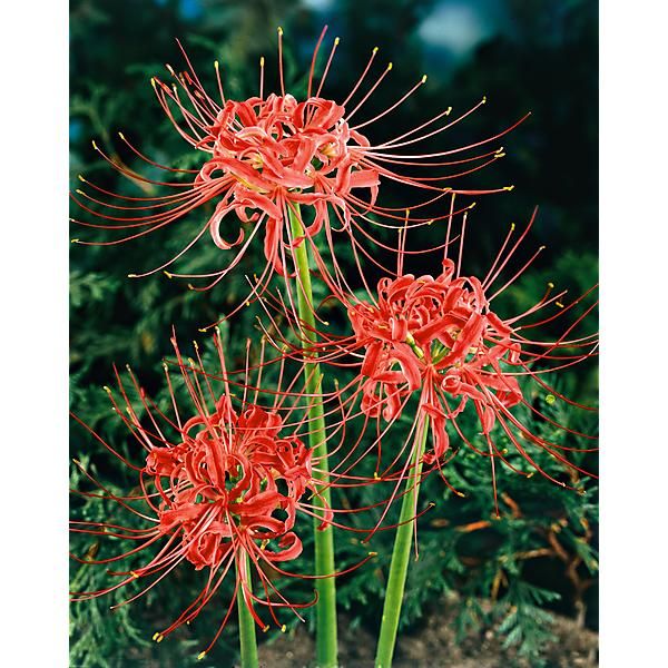 LYCORIS RADIATA