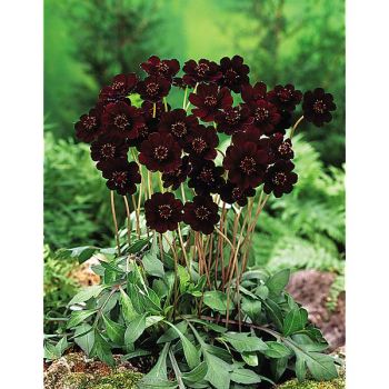 COSMOS CHOCOLAT (c. atrosanguineus) 2