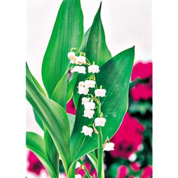 MUGUET XXL RACE de BERLIN