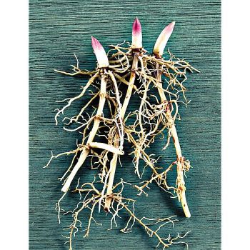 MUGUET XXL RACE de BERLIN 2