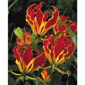 GLORIOSA ou lis de Malabar ROTSCHILDIANA