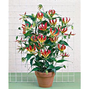 GLORIOSA ou lis de Malabar ROTSCHILDIANA 2