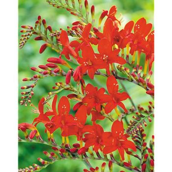 CROCOSMIA LUCIFER