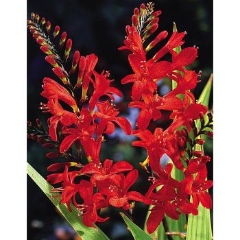 CROCOSMIA LUCIFER 2