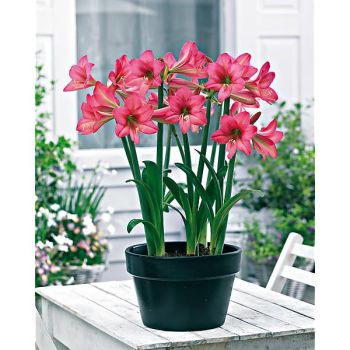 AMARYLLIS MISTY
