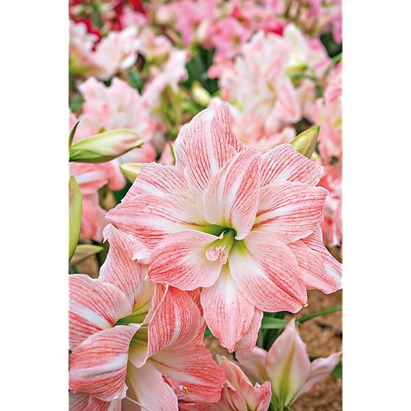 AMARYLLIS AMADEUS GIANT