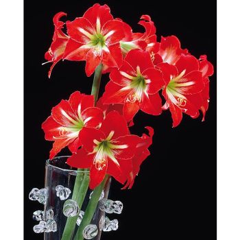 AMARYLLIS de jardin RED TIGER 2
