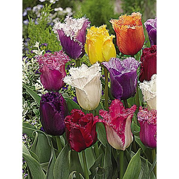 Bulbes de tulipes McKenzie, mélange Triumph, paquet de 40 141324