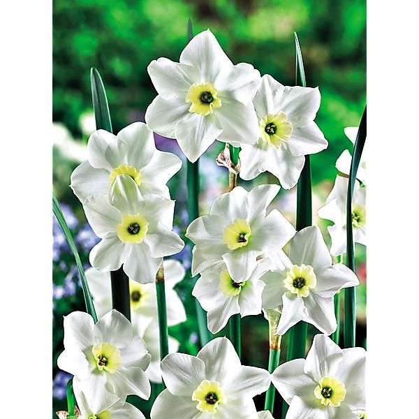 Sempre Avanti, Narcisse à grande couronne, 5 bulbes - Bulbes à fleurs  automne / Narcisses - Samen-Mauser