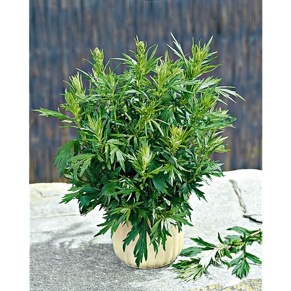 ARMOISE CITRONNELLE ou herbe aux cent goûts (artemisia vulgaris)