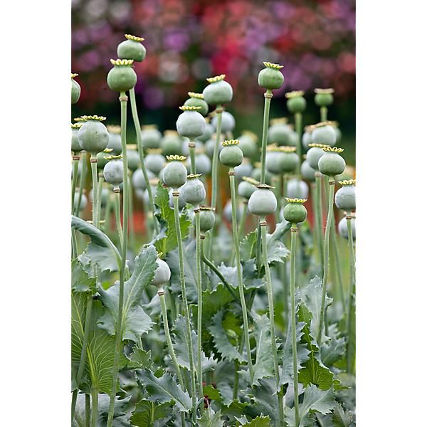 Pavot à Opium The Giant (papaver Somniferum) - Graines Baumaux