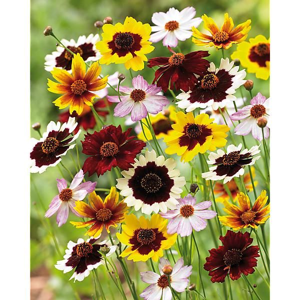 COREOPSIS hyb. INCREDIBLE ! TALL MIX