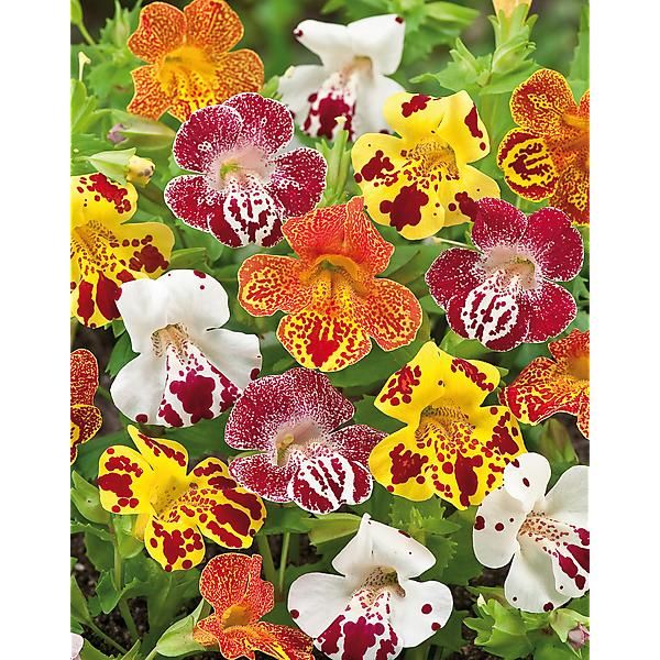 MIMULUS F2 TWINKLE MIX